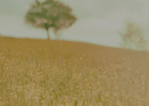 Read more about the article Going Green  |  Μια πρωτοβουλία του Ιδρύματος Α. Γ. Λεβέντη και του WWF Hellas